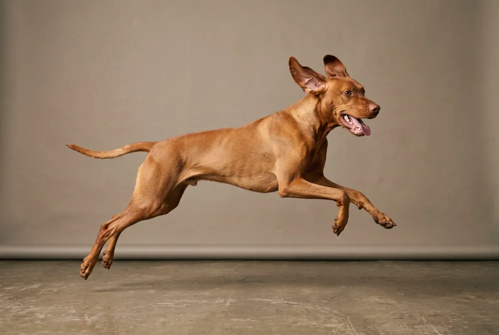 PawTada